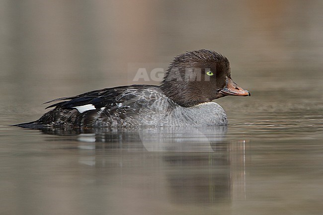 Barrow's Goldeneye (Bucephala islandica) swimming on a pond in the Okanagan Valley, BC, Canada. stock-image by Agami/Glenn Bartley,