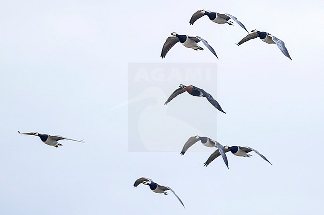 Red-breasted Goose - Rothalsgans - Branta ruficollis, Germany, adult with Barnacle Geese stock-image by Agami/Ralph Martin,