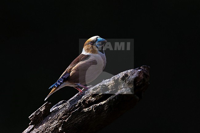 Perching Hawfinch in Low Key stock-image by Agami/Onno Wildschut,