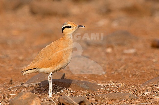 Cream-colored courser,Adult,  Santiago, Cape Verde (Cursorius cursor) stock-image by Agami/Saverio Gatto,