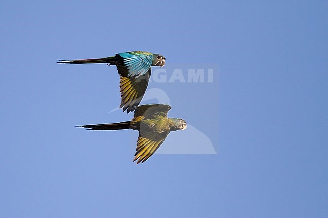 Birds of Peru, Blue-headed Macaw. Two macaws in flight. stock-image by Agami/Dubi Shapiro,
