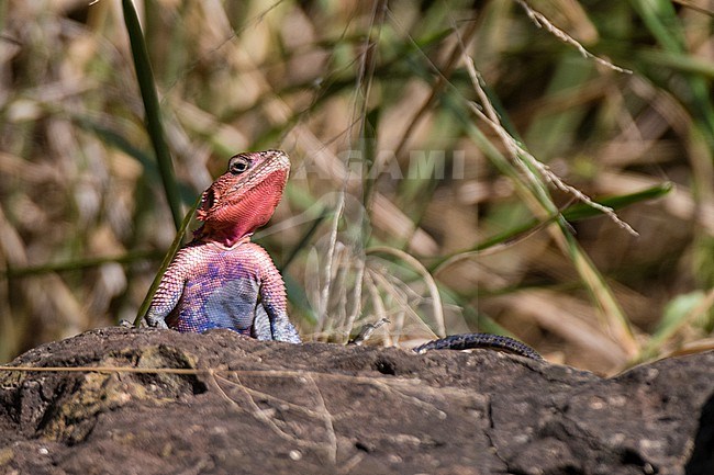 A common agama, Agama agama, Masai Mara National Reserve, Kenya. Kenya. stock-image by Agami/Sergio Pitamitz,