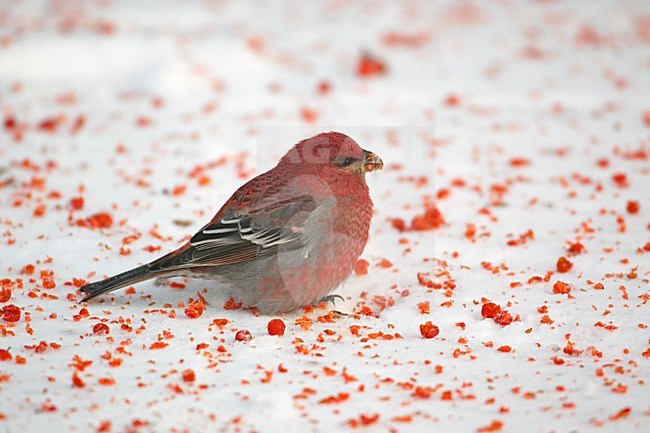 Haakbek in winters landschap; Pine Grosbeak in winter setting stock-image by Agami/Markus Varesvuo,