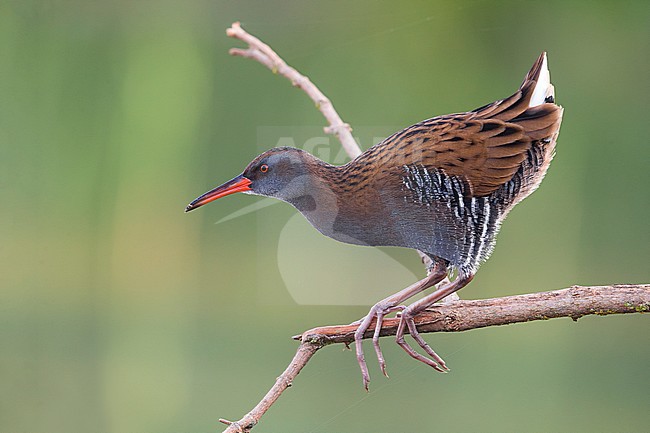 Water Rail (Rallus aquaticus) sitting in a low bush along the edge of small Italian lagoon. stock-image by Agami/Daniele Occhiato,