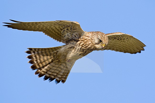 Torenvalk vrouwthe biddend; Common Kestrel female hovering stock-image by Agami/Wim Wilmers,