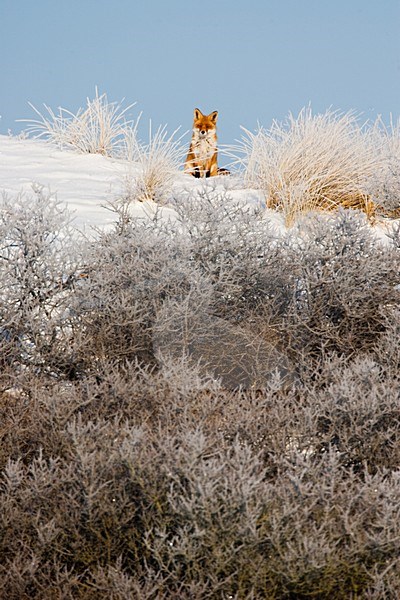 Vos in het landschap; Red Fox in the landscape stock-image by Agami/Menno van Duijn,