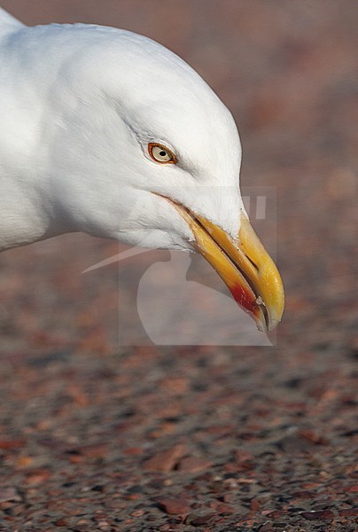Closeup of an adult European Herring Gull (Larus argentatus) on Texel in the Netherlands. Picking up food scraps from the ground of a coastal parking lot. stock-image by Agami/Marc Guyt,