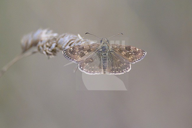 Dingy Skipper (Erynnis tages) standing on a a stalk of grass, with the dry vegetation as background. stock-image by Agami/Sylvain Reyt,