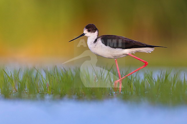 Adult Black-winged Stilt (Himantopus himantopus) in Italy. stock-image by Agami/Daniele Occhiato,