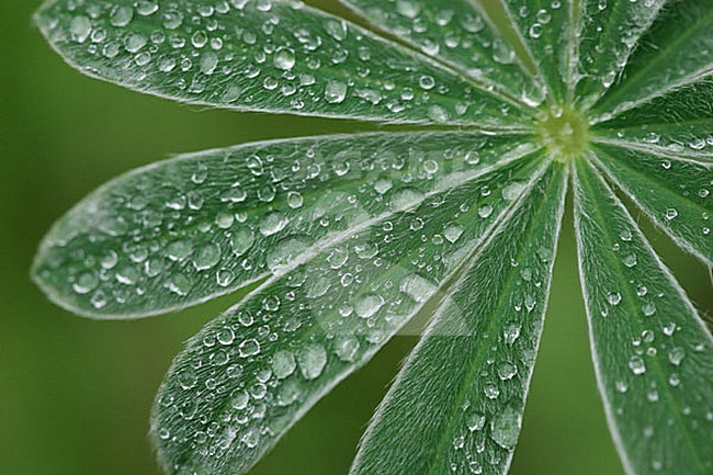 blad met dauw; leaf with dew stock-image by Agami/Menno van Duijn,