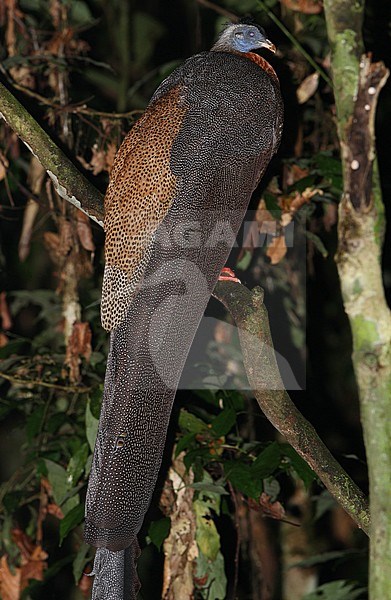 Great Argus (Argusianus argus grayi), a pheaseant of desne jungle with a huge tail. Perched in a tree in Danum Valley, Borneo. stock-image by Agami/James Eaton,