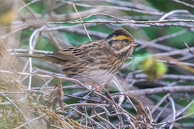 Geelbrauwgors; Yellow-browed Bunting stock-image by Agami/Daniele Occhiato,