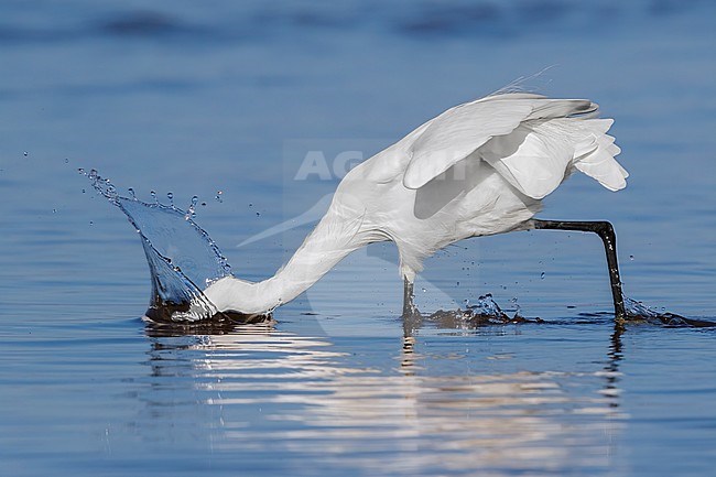 Little Egret (Egretta garzetta), side view of an adult fishing on the shore, Campania, Italy stock-image by Agami/Saverio Gatto,