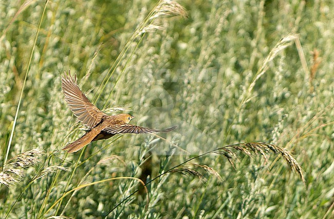 Thick-billed Warbler, Arundinax aedon, during autumn migration in Mongolia. stock-image by Agami/Dani Lopez-Velasco,