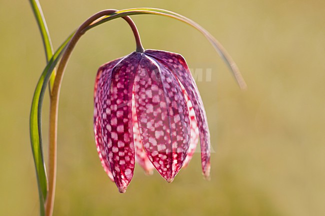 Kievitsbloem, Fritillaria meleagris stock-image by Agami/Theo Douma,