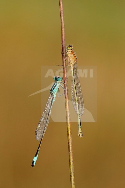 Man en vrouw Lantaarntje;Male and female Blue-tailed Damselfly stock-image by Agami/Walter Soestbergen,