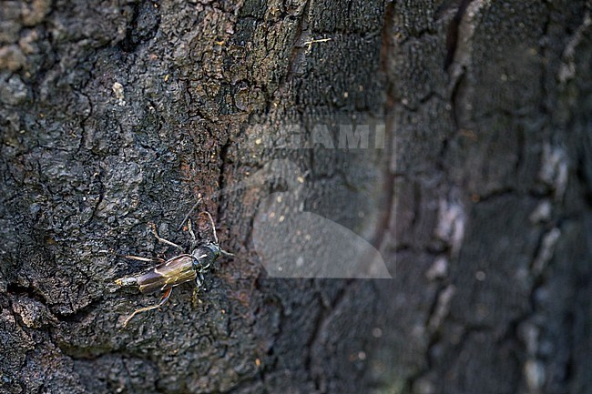 Xylotrechus hircus, Russia (Baikal), imago, female oviparous stock-image by Agami/Ralph Martin,
