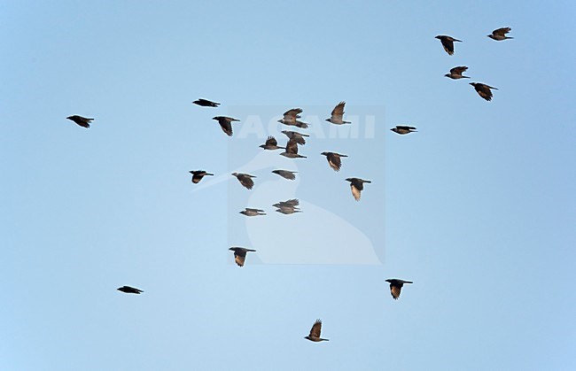 Groep Kauwen in de vlucht; Group of Eurasian Jackdaws in flight stock-image by Agami/Markus Varesvuo,