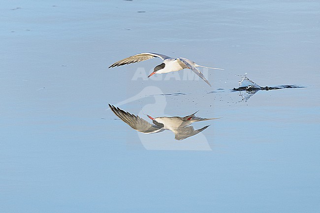  stock-image by Agami/Menno van Duijn,