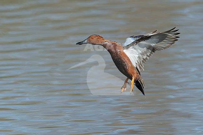 Adult male Cinnamon Teal (Spatula cyanoptera) landing on a lake in Orange County, California, USA. stock-image by Agami/Brian E Small,