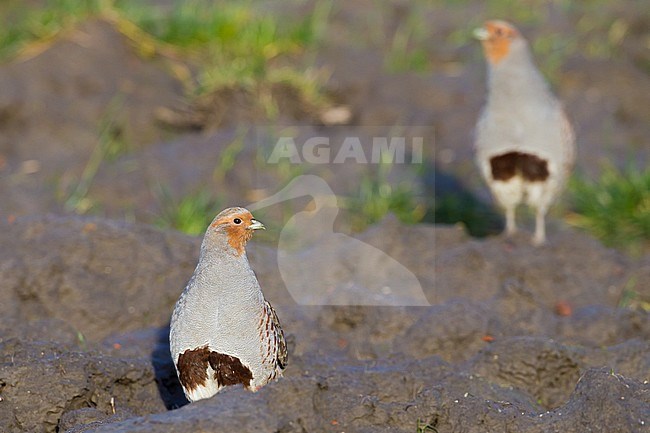 Grey Partridge, Perdix perdix family flock at agriculture field created for birds. Two birds front view one in focus in foreground other in background. stock-image by Agami/Menno van Duijn,