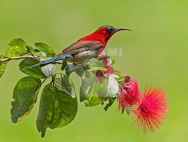 Male Crimson Sunbird (Aethopyga siparaja labecula) stock-image by Agami/Andy & Gill Swash ,
