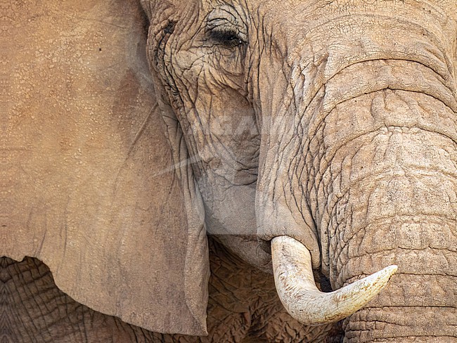 African Elephant, Loxodonta africana. Close-up stock-image by Agami/Hans Germeraad,