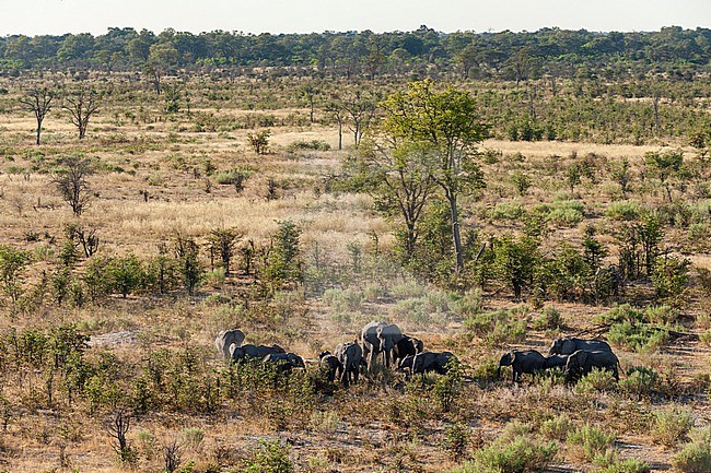 Aerial view of a herd of African elephants, Loxodonda africana. Okavango Delta, Botswana. stock-image by Agami/Sergio Pitamitz,