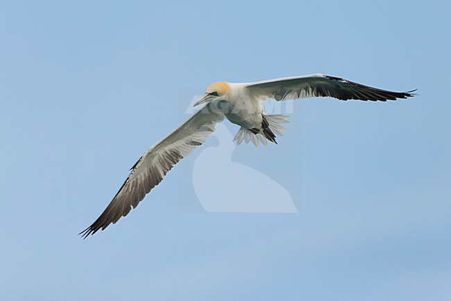 Jan van Gent in vlucht; Northern Gannet in flight stock-image by Agami/Daniele Occhiato,