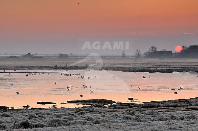 Zonsopkomst bij de Petten op Texel na een beetje nachtvorst. Sunrise on Texel stock-image by Agami/Rob Riemer,
