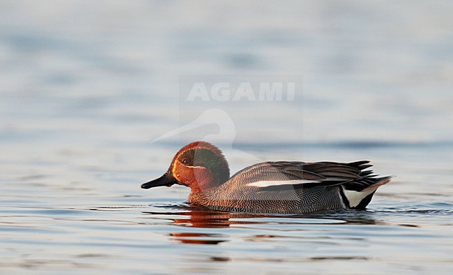 Zwemmend mannetje Wintertaling, Swimming male Common Teal stock-image by Agami/Markus Varesvuo,