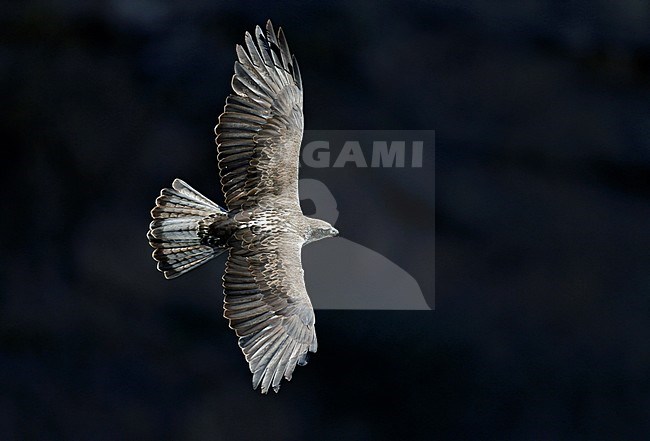 Bonelli’s Eagle (Aquila fasciata) adult male stock-image by Agami/Dick Forsman,