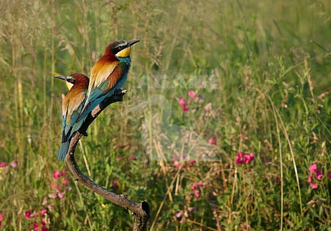 Twee Bijeneters zittend op een tak, Two European bee-eaters perched on a branch stock-image by Agami/Markus Varesvuo,