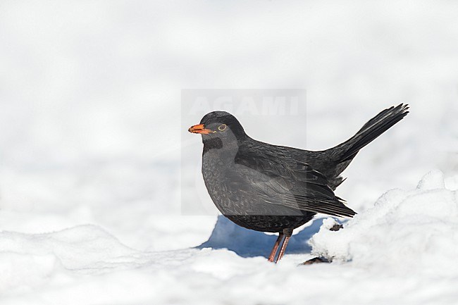 Male Common Blackbird, Turdus merula, in the Netherlands. Standing in the snow. stock-image by Agami/Marc Guyt,