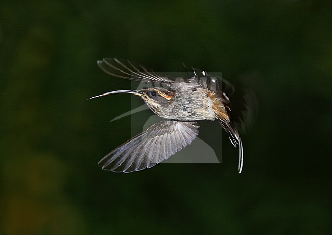 Scale-throated Hermit (Phaethornis eurynome) a species of bird from the Atlantic Rainforests stock-image by Agami/Andy & Gill Swash ,