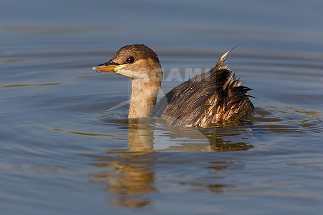 Dodaars in winterkleed; Nonbreeding Little Grebe stock-image by Agami/Daniele Occhiato,