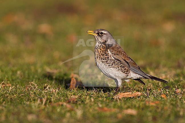 Fieldfare - Wacholderdrossel - Turdus pilaris, Germany, adult stock-image by Agami/Ralph Martin,