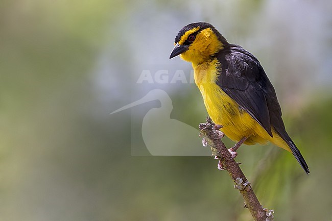 Black-necked Weaver (Ploceus nigricollis) female in Tanzania stock-image by Agami/Dubi Shapiro,