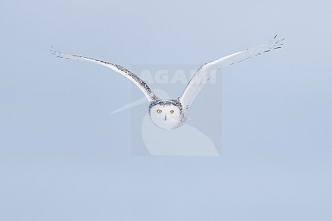 Snowy Owl (Bubo scandiacus) in snow covered landscape in Ontario Canada. stock-image by Agami/Marcel Burkhardt,