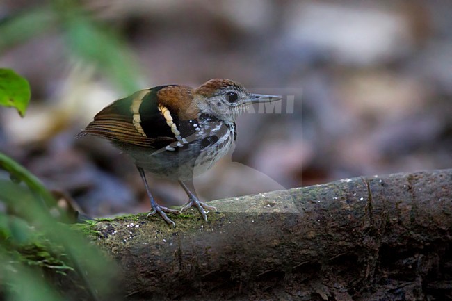 Bandrugmiervogel, Banded Antbird, Dichrozona cincta stock-image by Agami/Dubi Shapiro,