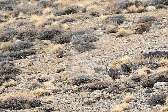 Adult male Himalayan Snowcock (Tetraogallus himalayensis incognitus) in high mountains of Tajikistan. stock-image by Agami/Ralph Martin,