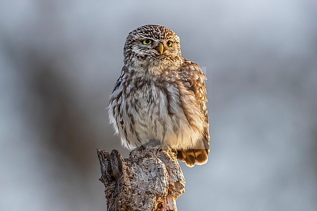 Adult Little Owl (Athene noctua vidalii) perched on a tree in Brussels, Vlaamse Barabant, Belgium. stock-image by Agami/Vincent Legrand,