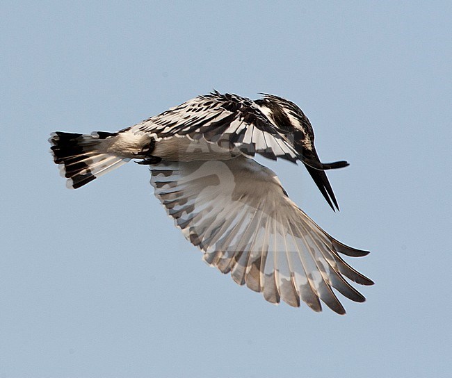 Biddende Bonte IJsvogel; Hovering Pied Kingfisher (Ceryle rudis) stock-image by Agami/Marc Guyt,
