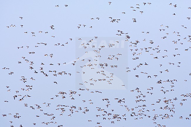 Groep Smienten in de vlucht; Flock of Eurasian Wigeons in flight stock-image by Agami/Marc Guyt,