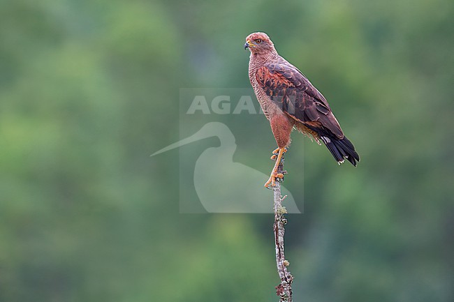 Savanna Hawk (Buteogallus meridionalis) Perched on top of a dead snag  in Brazil stock-image by Agami/Dubi Shapiro,
