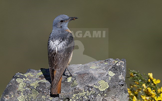 Adult male Common Rock Thrush (Monticola saxatilis) perched on a rock at the Cantabrian Mountains, Castillia y Leon, Spain stock-image by Agami/Helge Sorensen,