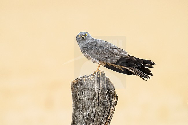 Male Montagu's Harrier (Circus pygargus) perched on a pole in Spain stock-image by Agami/Alain Ghignone,