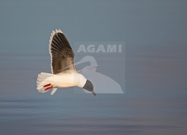 Little Gull fouragering; Dwergmeeuw fouragerend stock-image by Agami/Markus Varesvuo,