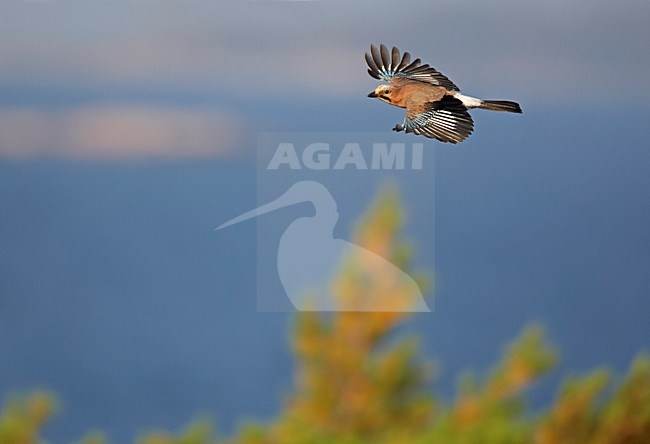 Gaai in vlucht boven bos; Jay in flight over forest stock-image by Agami/Markus Varesvuo,