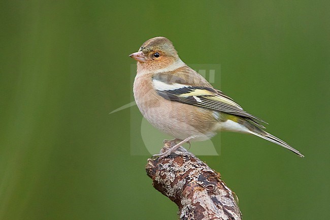 Common Chaffinch, Adult male standing on a branch, Campania, Italy (Fringilla coelebs) stock-image by Agami/Saverio Gatto,